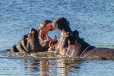 Suaygırları yaban hayatı mücadele