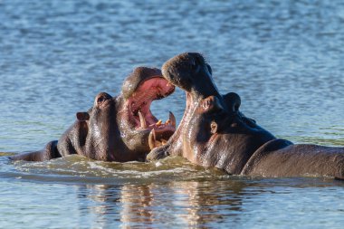 Suaygırları yaban hayatı mücadele
