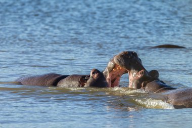 Suaygırları yaban hayatı mücadele