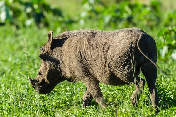 Warthog Wildlife — Stock Photo, Image