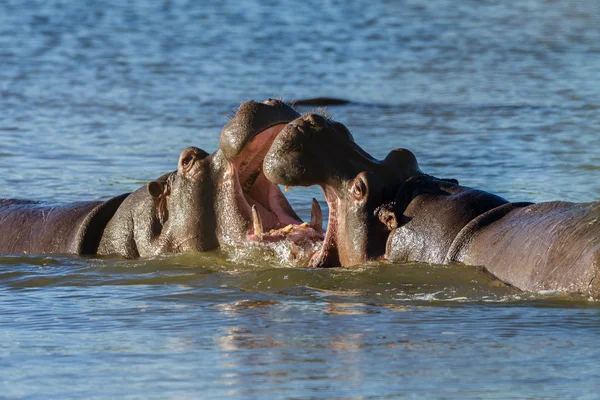 Hipopotamy walki przyrody — Zdjęcie stockowe