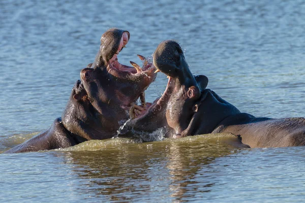 Hippos Fight Wildlife — Stock Photo, Image