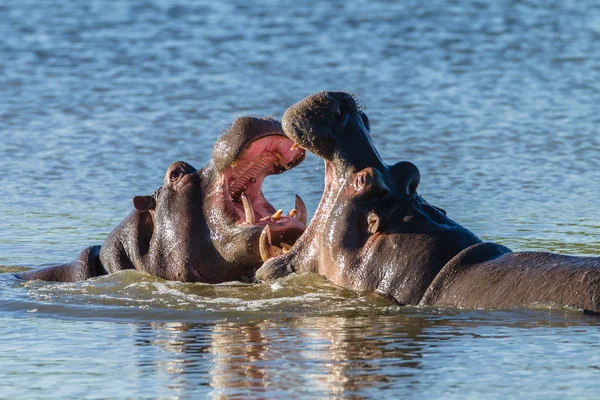 Hippos Fight Wildlife Royalty Free Stock Photos
