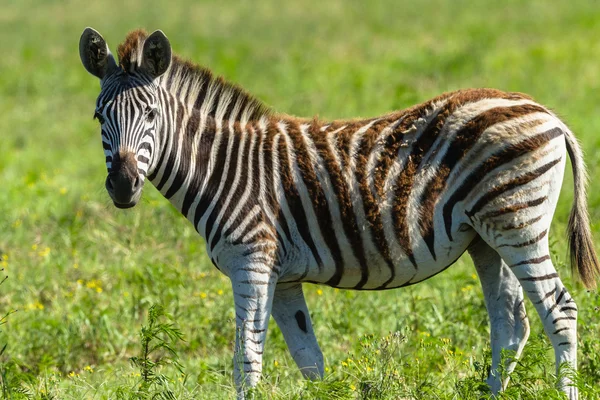 Zebra bezerro vida selvagem — Fotografia de Stock