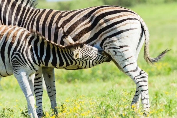 Zebra bezerro vida selvagem — Fotografia de Stock