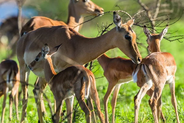 Buck Calf Wildlife — Stock Photo, Image