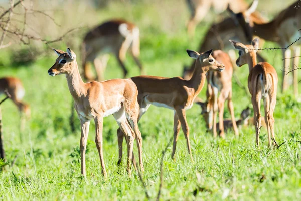 Buck Calf Wildlife — Stock Photo, Image