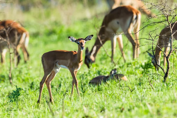 Buck Calf Wildlife — Fotografie, imagine de stoc