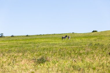 Zebra yabani hayvanlar ve bitkiler manzara