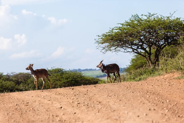 Buck Landscape Wildlife — Stock Photo, Image