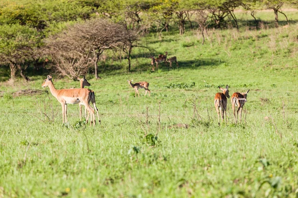 Buck Paisagem Vida selvagem — Fotografia de Stock