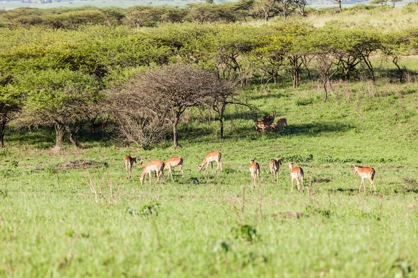 Buck Paisagem Vida selvagem — Fotografia de Stock