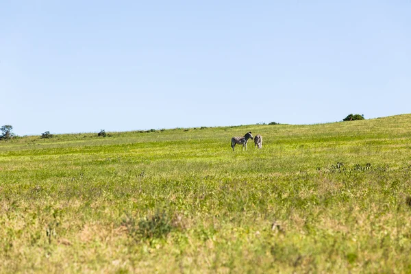 斑马景观野生动物 — 图库照片