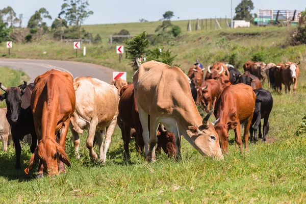 Ganado Rebaño Animales —  Fotos de Stock