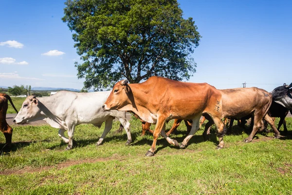 Стадо крупного рогатого скота — стоковое фото