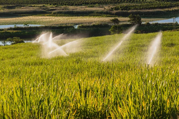 Paesaggio agricolo — Foto Stock