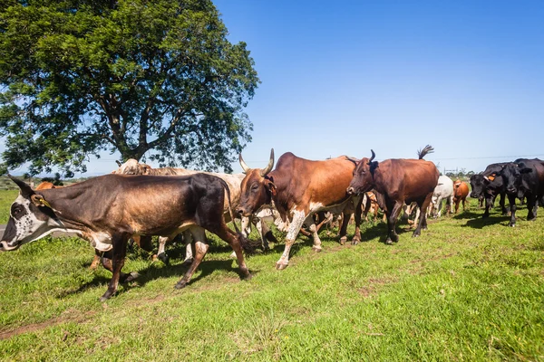 Стадо крупного рогатого скота — стоковое фото