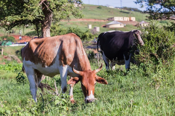 Vaches Vallée des animaux — Photo