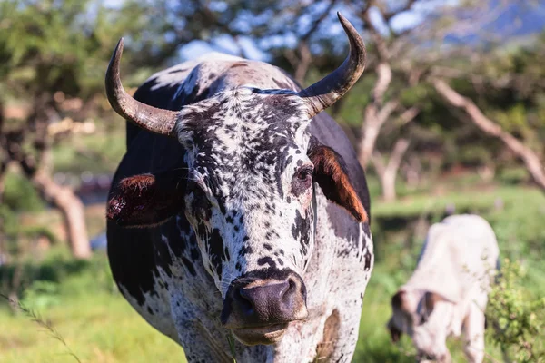 Krowy zwierząt doliny — Zdjęcie stockowe