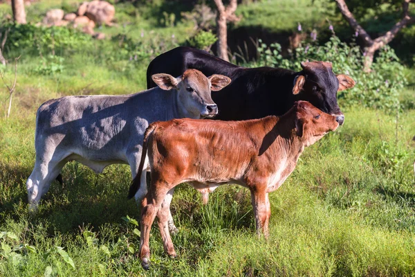 Koeien dieren Valley — Stockfoto