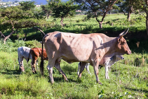 Vaches Vallée des animaux — Photo