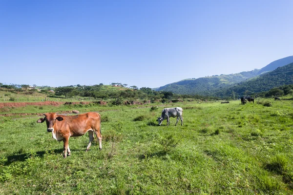 Koeien dieren Valley — Stockfoto