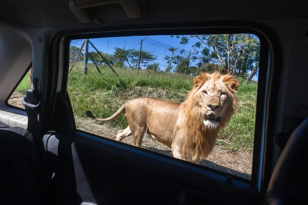 Lion Wildlife — Stock Photo, Image