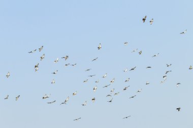 Kuşlar güvercinler