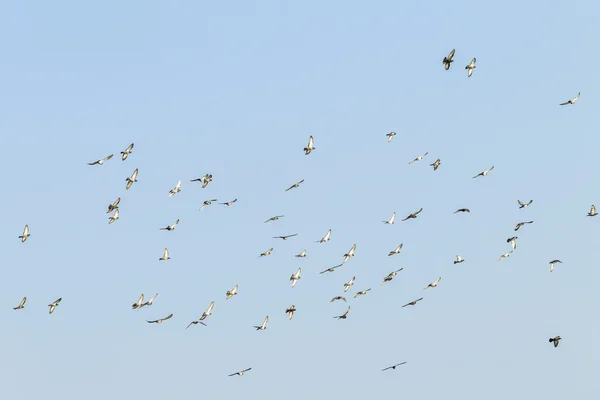 Fåglar duvor — Stockfoto