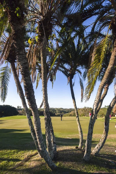 Golf Green Putting — Stockfoto