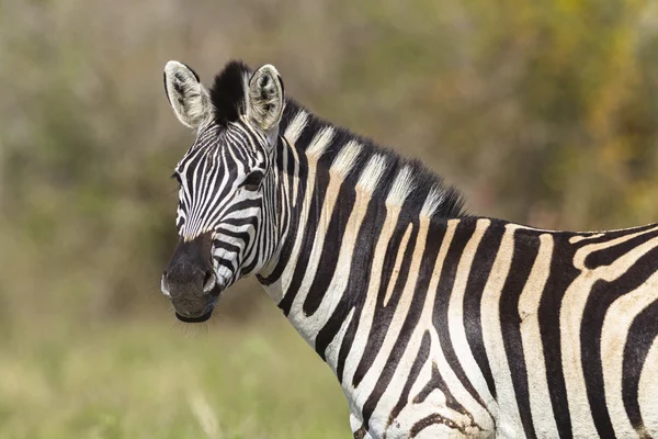 Fauna selvatica zebra — Foto Stock