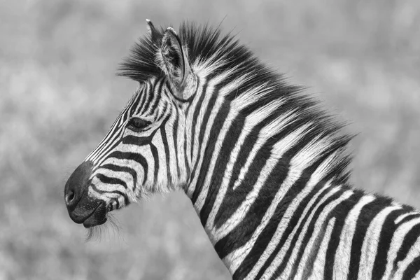 Zebrakalb schwarz weiß — Stockfoto