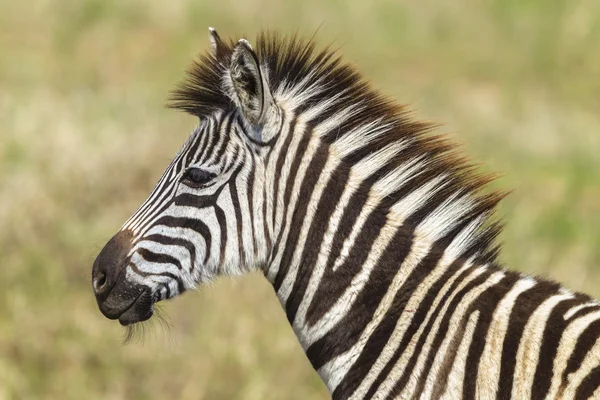 Zebra bezerro vida selvagem — Fotografia de Stock