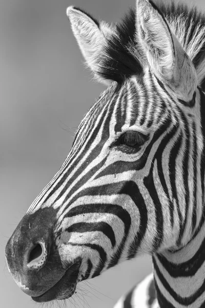 Zebra Calf Black White — Stock Photo, Image