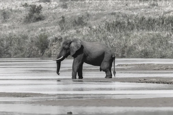 Elefantenfluss schwarz weiß — Stockfoto