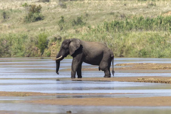 Elephant Bull River Wildlife — Stock Photo, Image