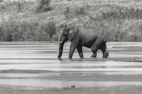 Elefantenfluss schwarz weiß — Stockfoto