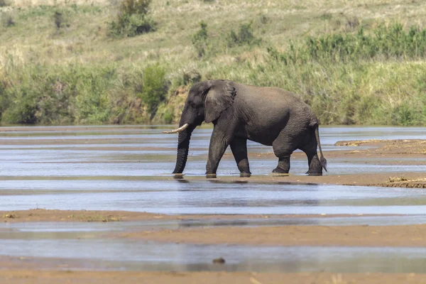 Elephant Bull River Wildlife — Stock Photo, Image