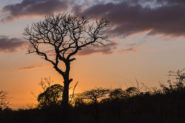 Wilderness terrain sunrise trees silhouetted in wildlife reserve landscape,
