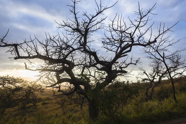 Vahşi ağaçlar gündoğumu — Stok fotoğraf