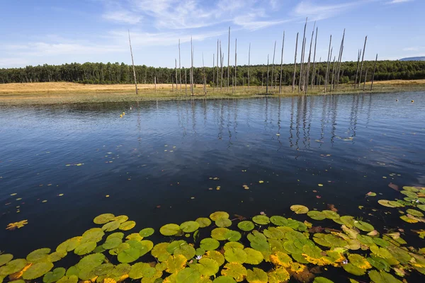 Lago Árvores de água Lil-lies Paisagem — Fotografia de Stock