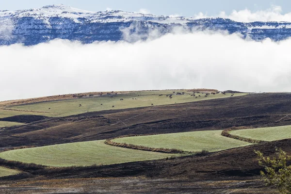 Bergslandskap snö nötkreatur — Stockfoto