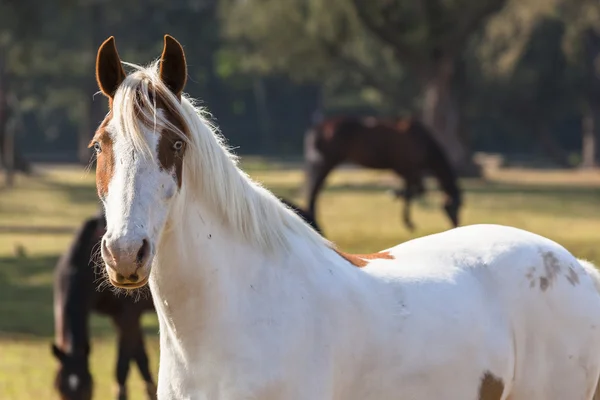 Horse Blue Eyes Portrait — Stock Photo, Image