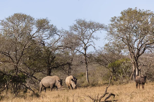 Rhino's Wildlife Safari — Stock Photo, Image