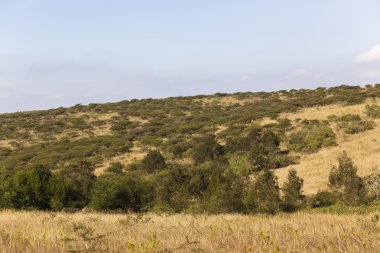 Thorn ağaçlar Landscapewildlife