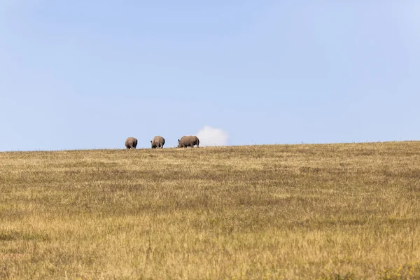 Rhinos Horizon Landscape — Stock Photo, Image