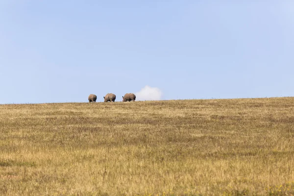 Noshörningar Horisont landskap — Stockfoto