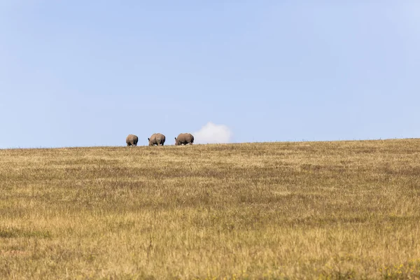 Rinocerontes Horizon Paisagem — Fotografia de Stock