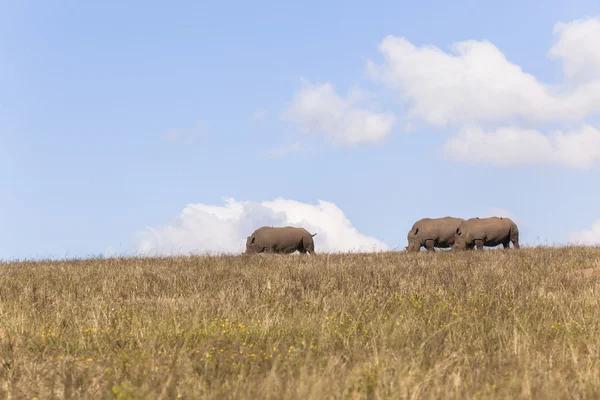 Nashorn drei Wildtiere — Stockfoto