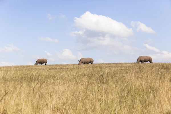 Paesaggio di tre animali di Rhino — Foto Stock